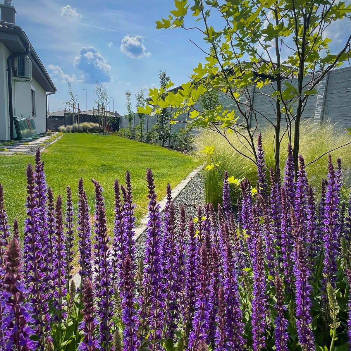 Realizácia záhrady pre Mateja Zrebného s krásnou kvitnúcou levaduľou od Dream Garden.