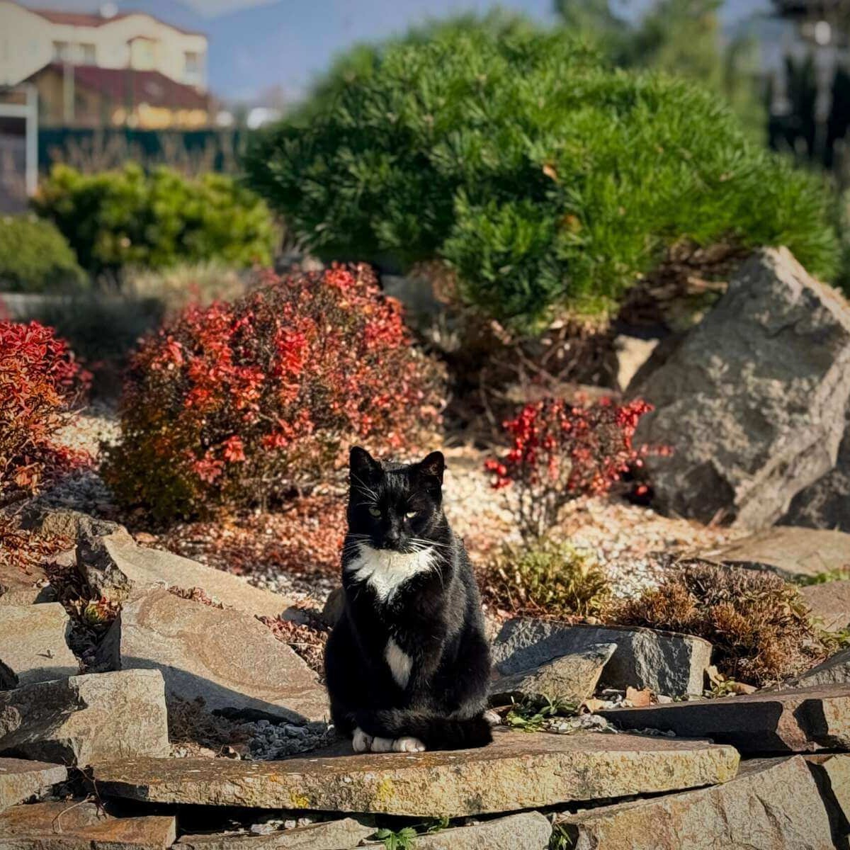 Mačka v záhrade od Dream Garden.