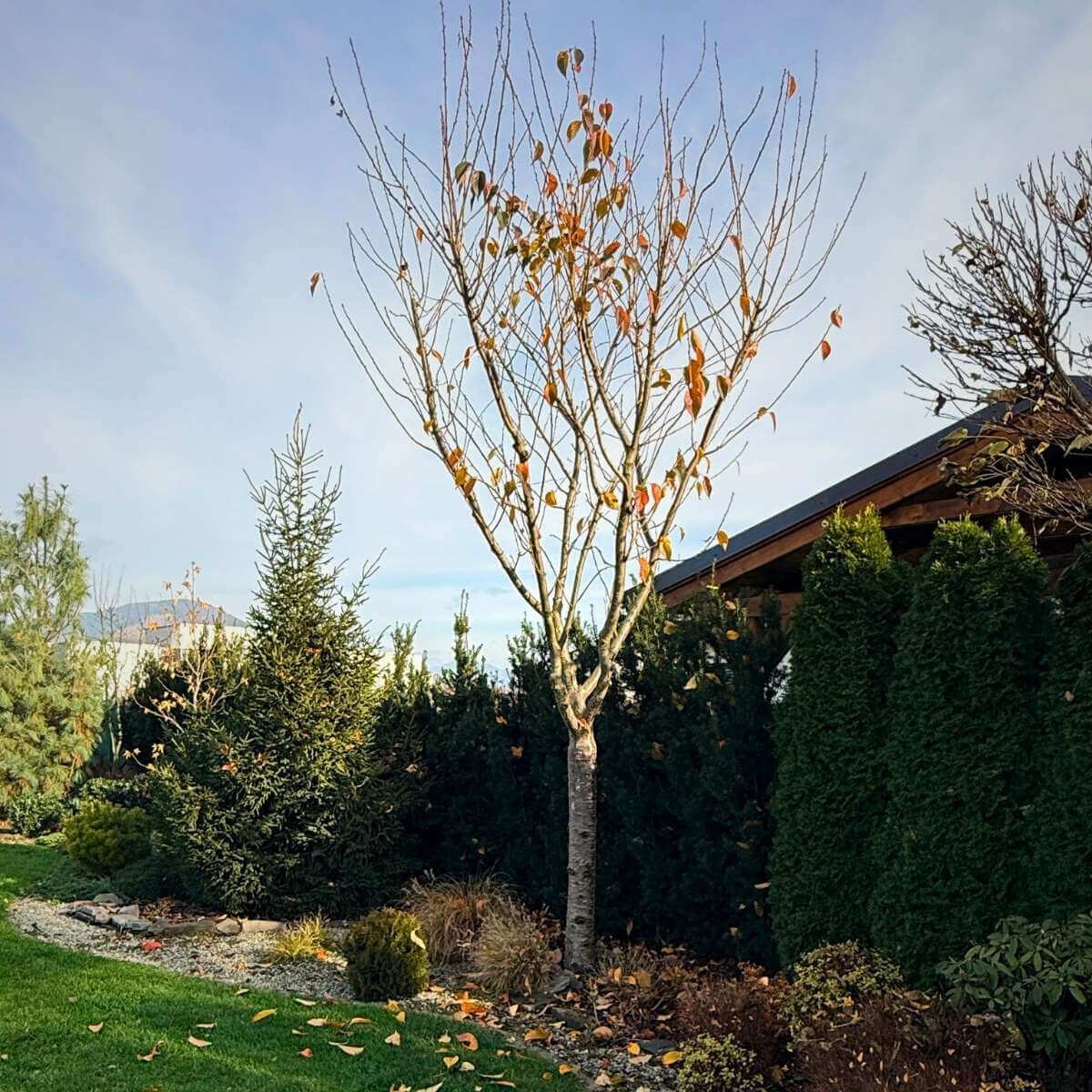 Solitér v záhrade od Dream Garden.