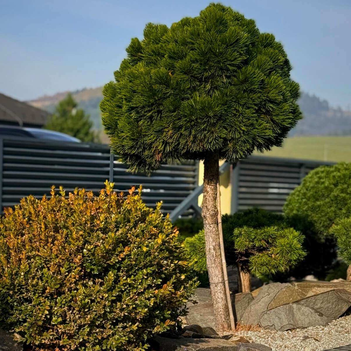 Okrasná borovica v záhrade od Dream Garden.