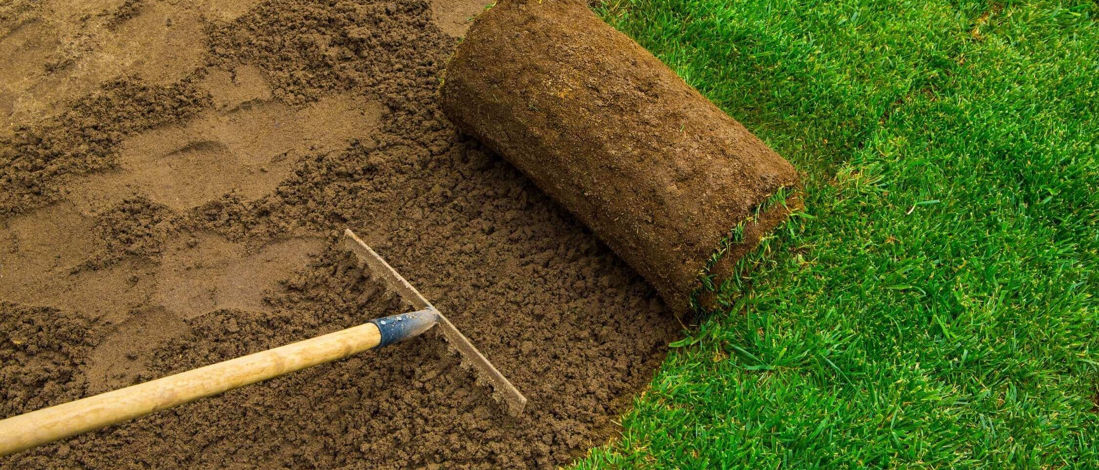 Thick green lawn in the garden – regularly maintained and watered for a healthy appearance