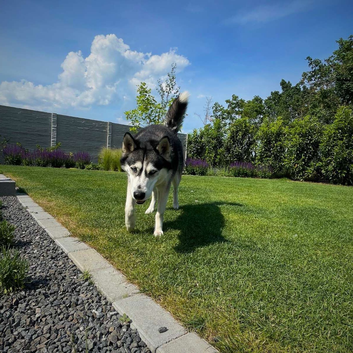 Dog in a garden created by Dream Garden