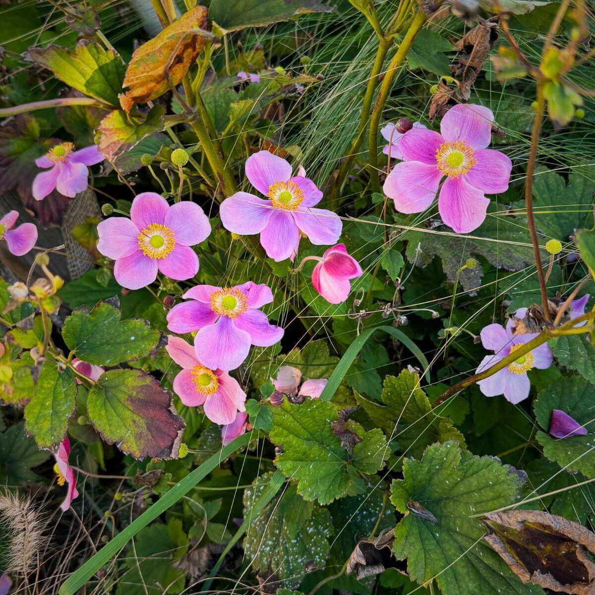 Flowering perennials from Dream Garden