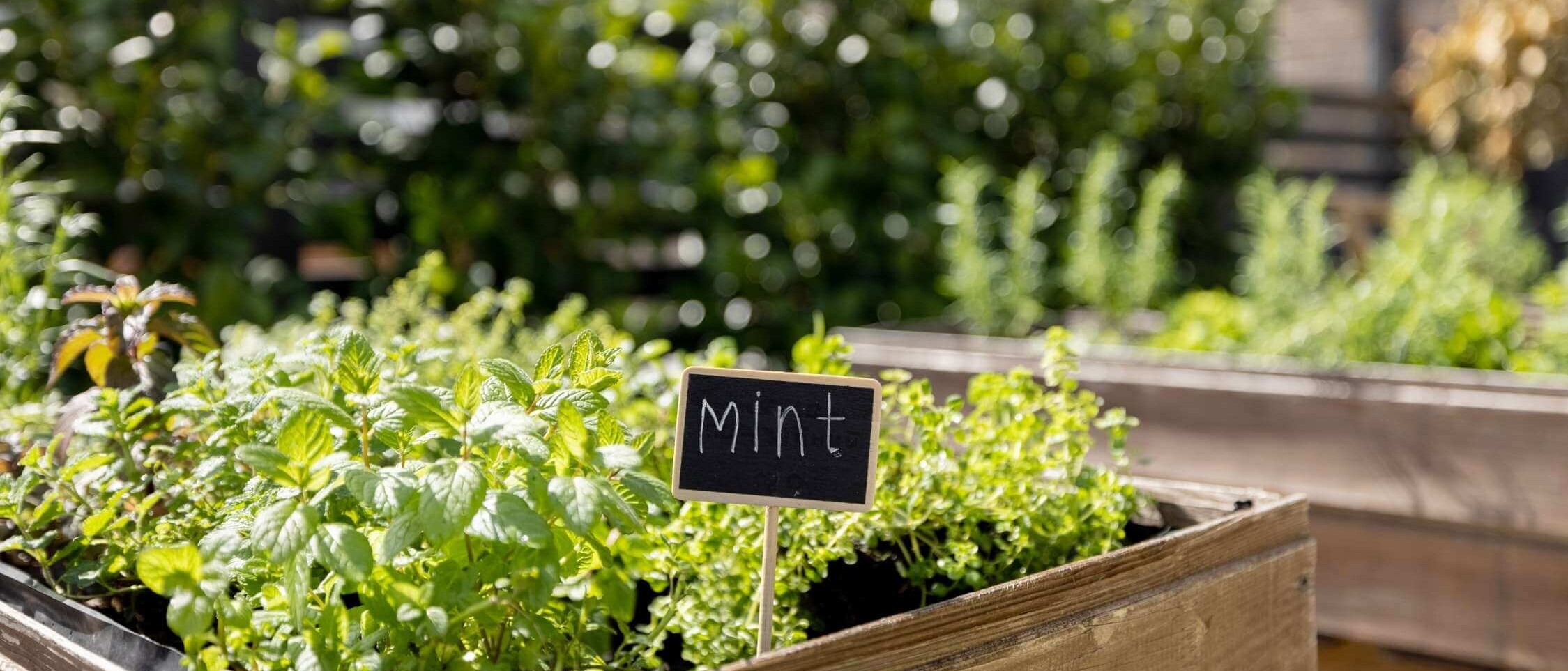 Herb beds with a variety of aromatic and medicinal plants in the Dream Garden
