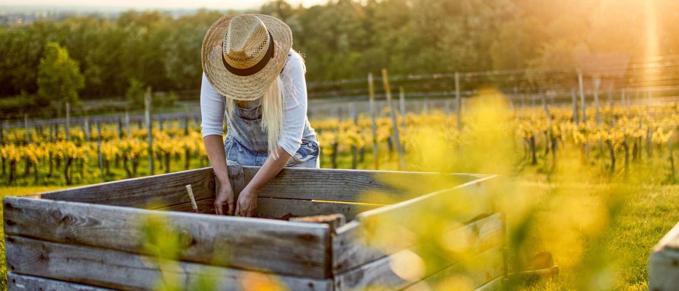 Raised wooden beds with multiple layers of substrate for growing vegetables and flowers in the garden