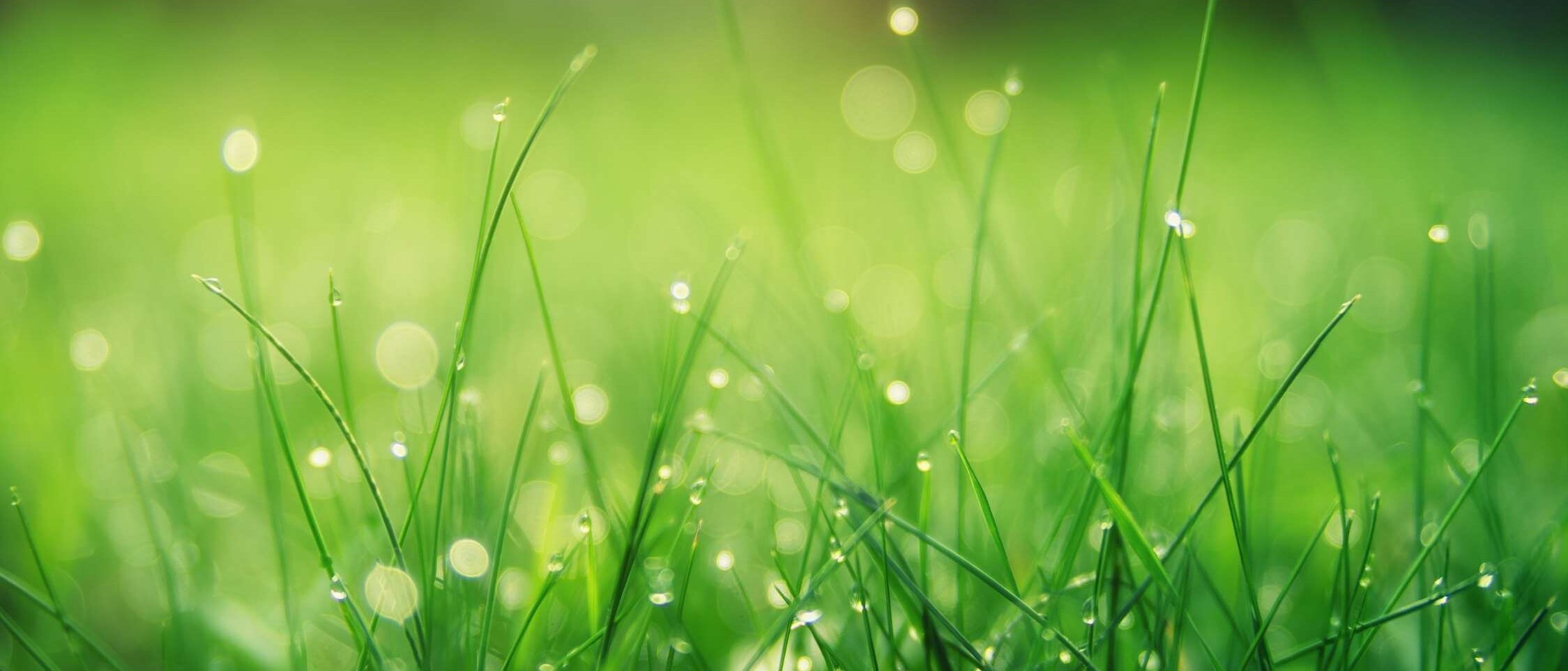 Healthy and green lawn from Dream Garden