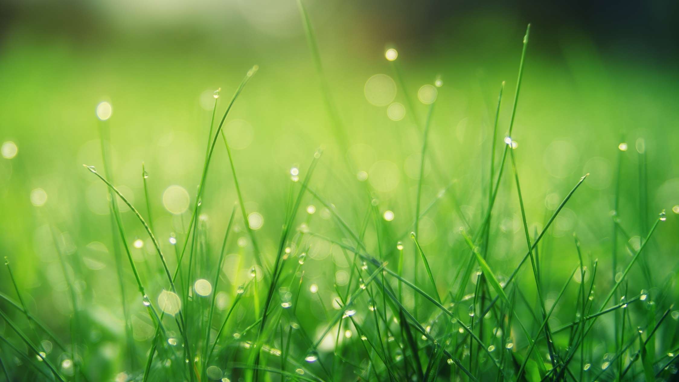 Healthy and green lawn establishment and planting from Dream Garden