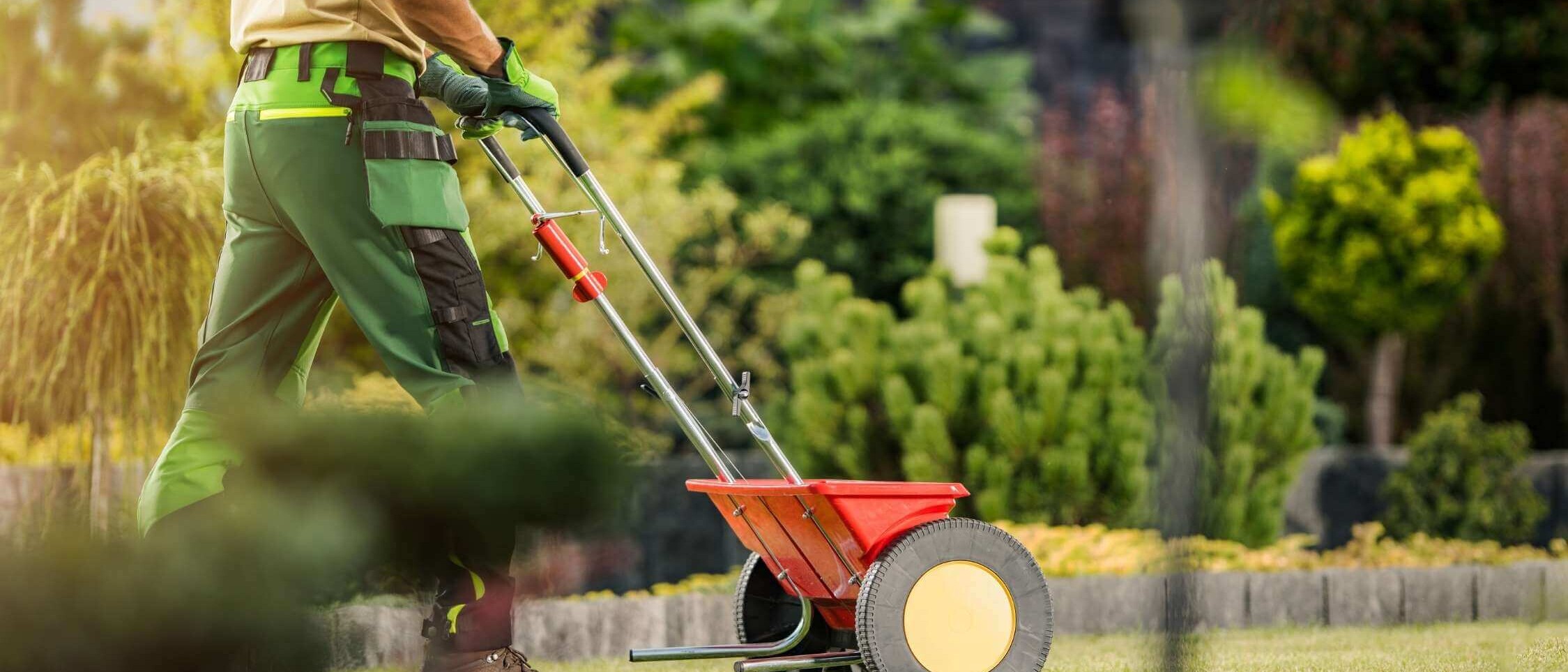 Lawn sowing – even distribution of grass seed on prepared soil in the garden