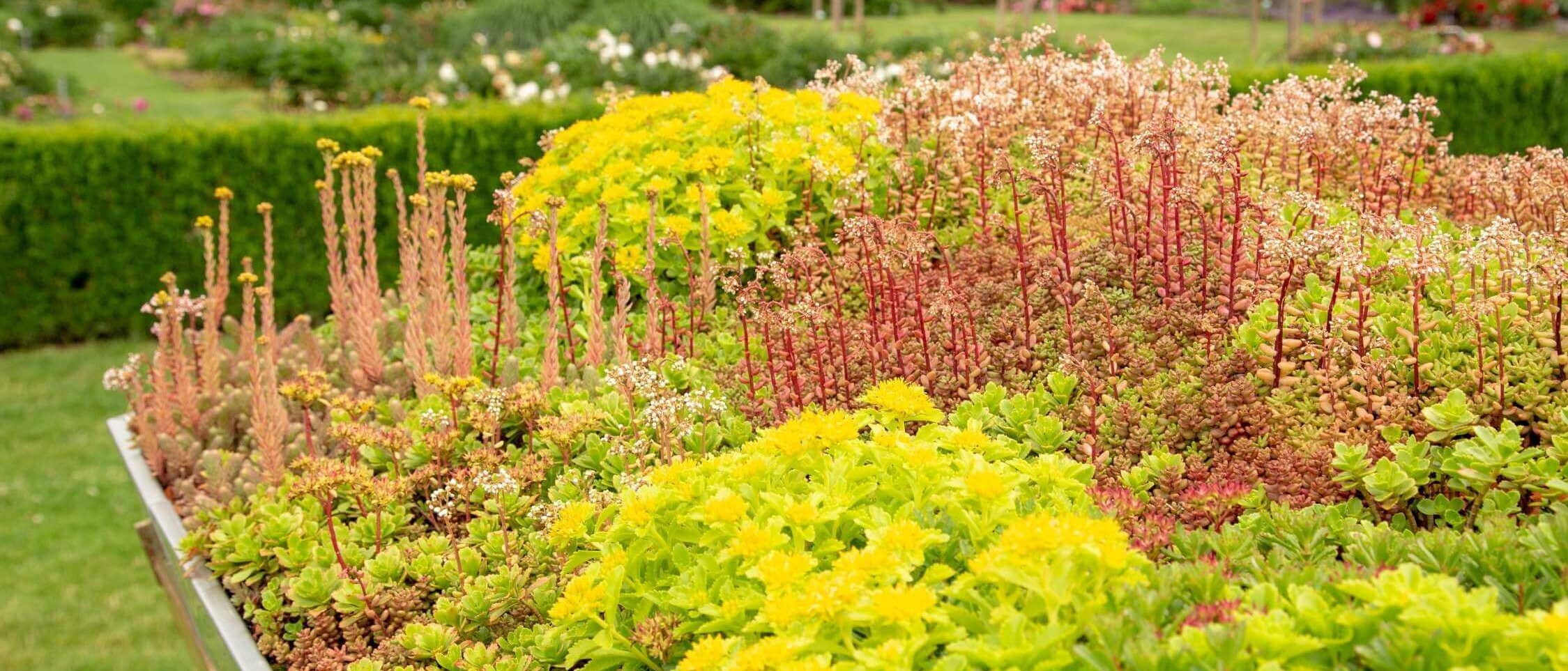 Intense green roof with a thick layer of substrate, lawn, shrubs and a relaxation area on the roof of the building