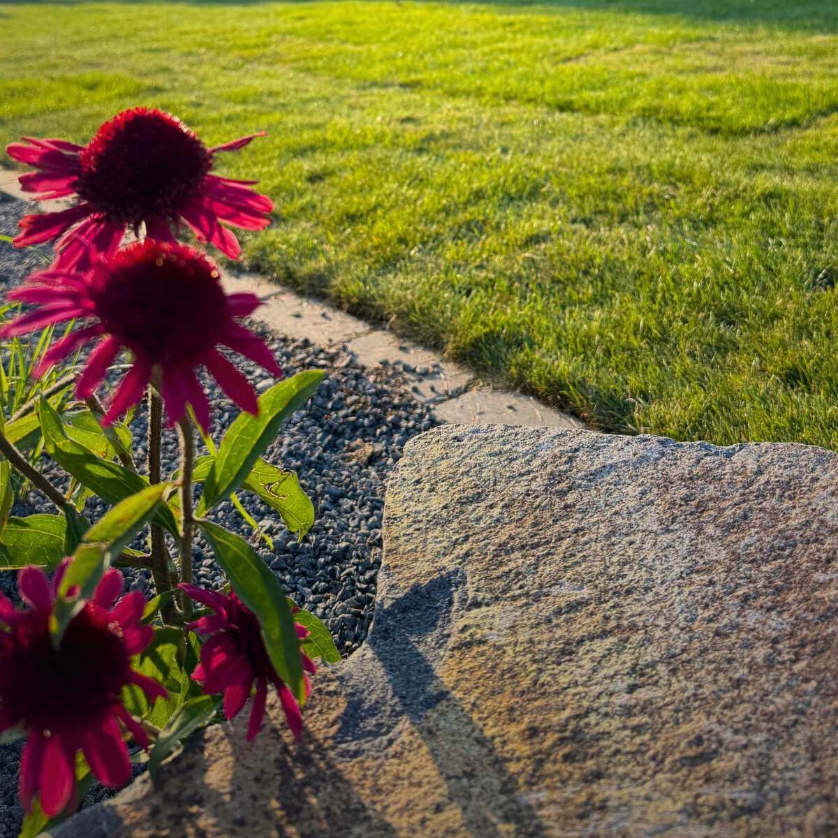 Perennials in a modern garden from Dream Garden – colorful flowering plants as part of ornamental beds