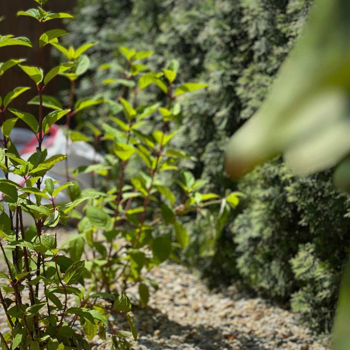 Záber na rastlinu v záhrade od Dream Garden.