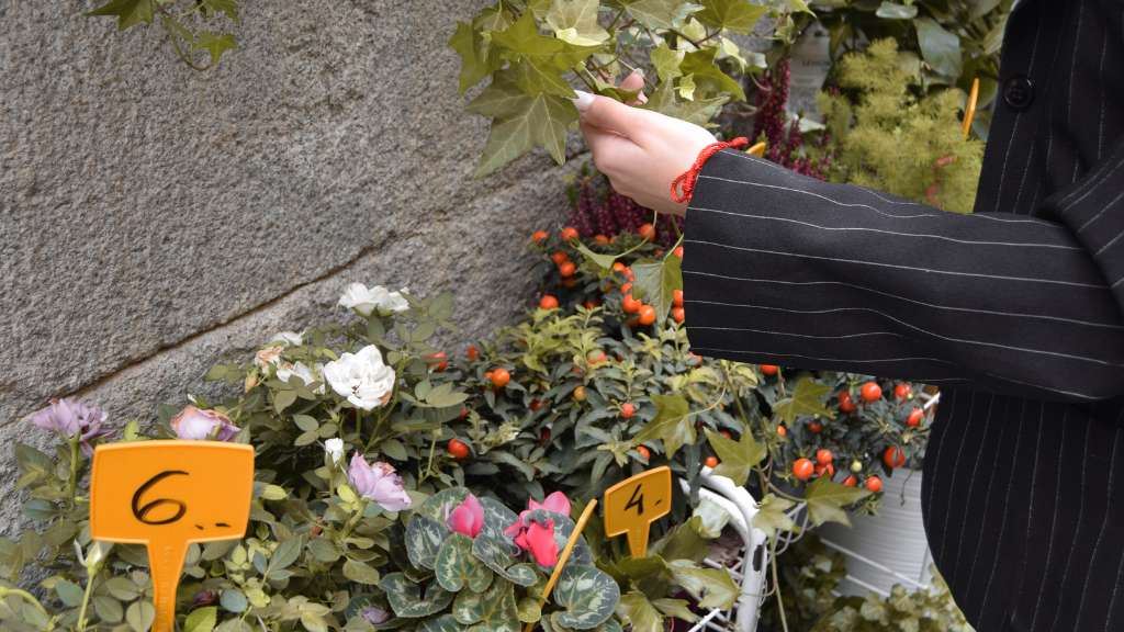 Plant selection from Dream Garden