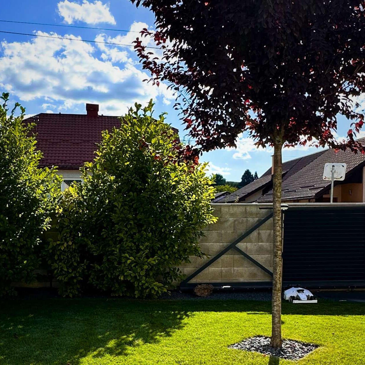 Krásny strom v predzáhradke vo Višňovom.