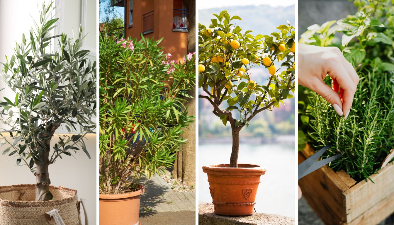 Stredomorské rastliny od Dream Garden.